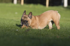 Braun gefleckter Französischer Bulldoggenwelpe spielt mit Spielzeug im Gras, aufmerksam und fröhlich.