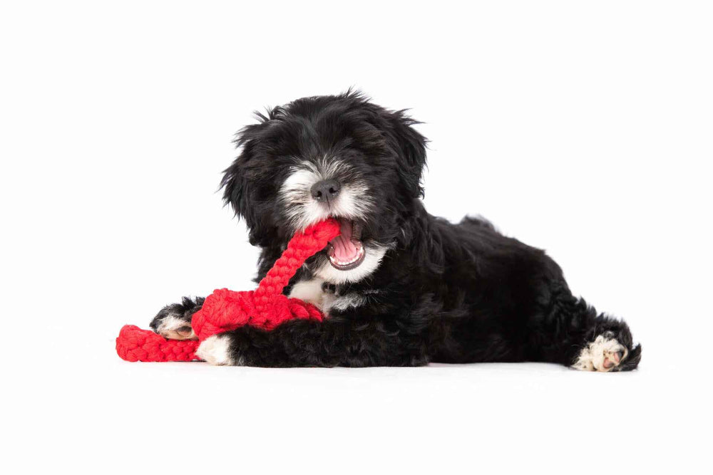 Schwarzer lockiger Welpe spielt mit rotem geflochtenen Stoffspielzeug aus dem Little Ocean Hundespielzeug-Set.