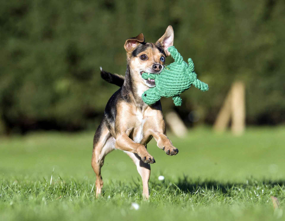 "Kleiner brauner Hund spielt im Gras mit grünem Spielzeug, umgeben von unscharfen Bäumen."