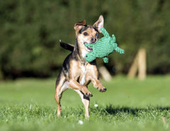"Kleiner brauner Hund spielt im Gras mit grünem Spielzeug, umgeben von unscharfen Bäumen."