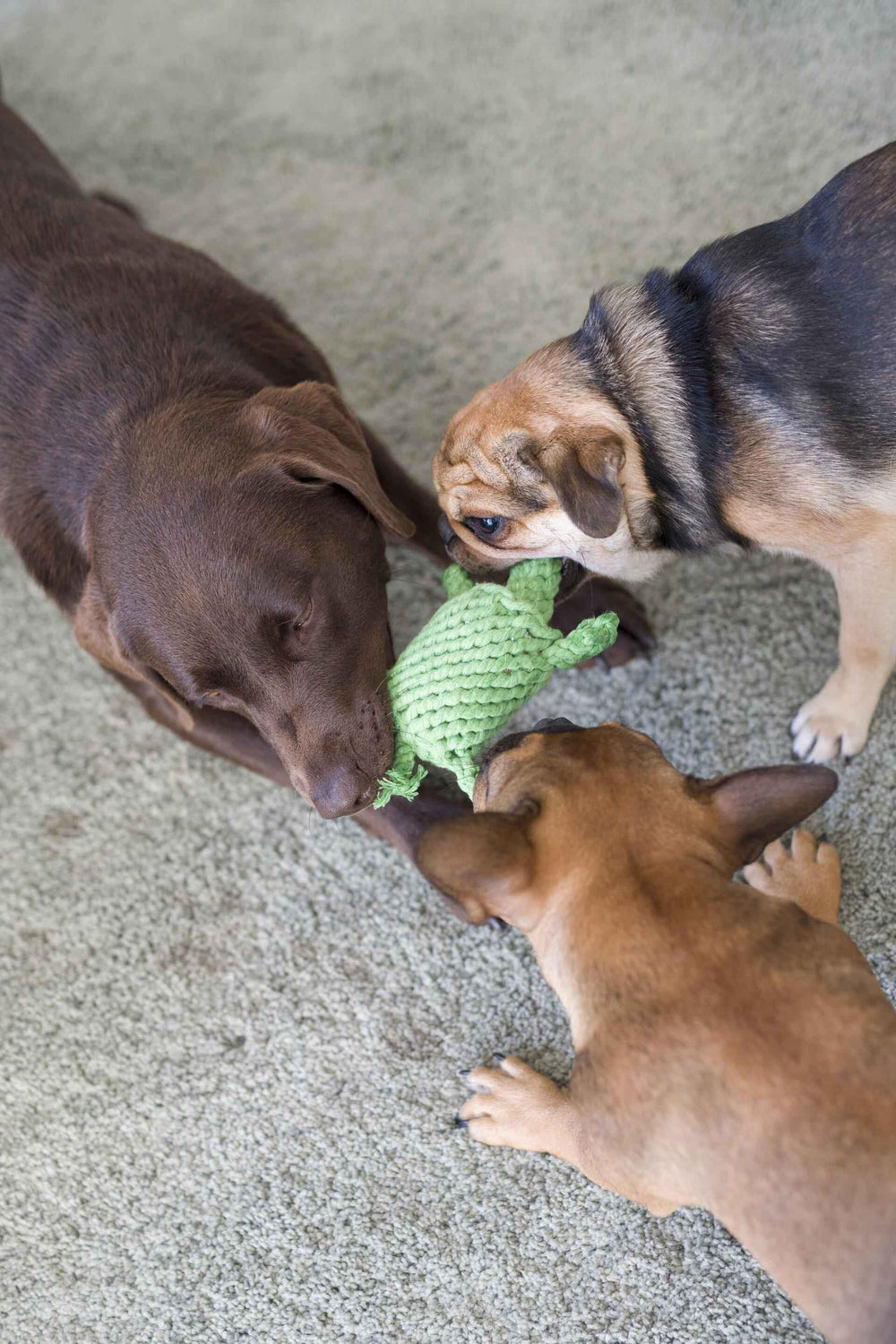 Drei Hunde spielen mit dem Little Ocean Spielzeug-Set auf einem hellen Boden und ziehen an einem grünen Spielzeug.