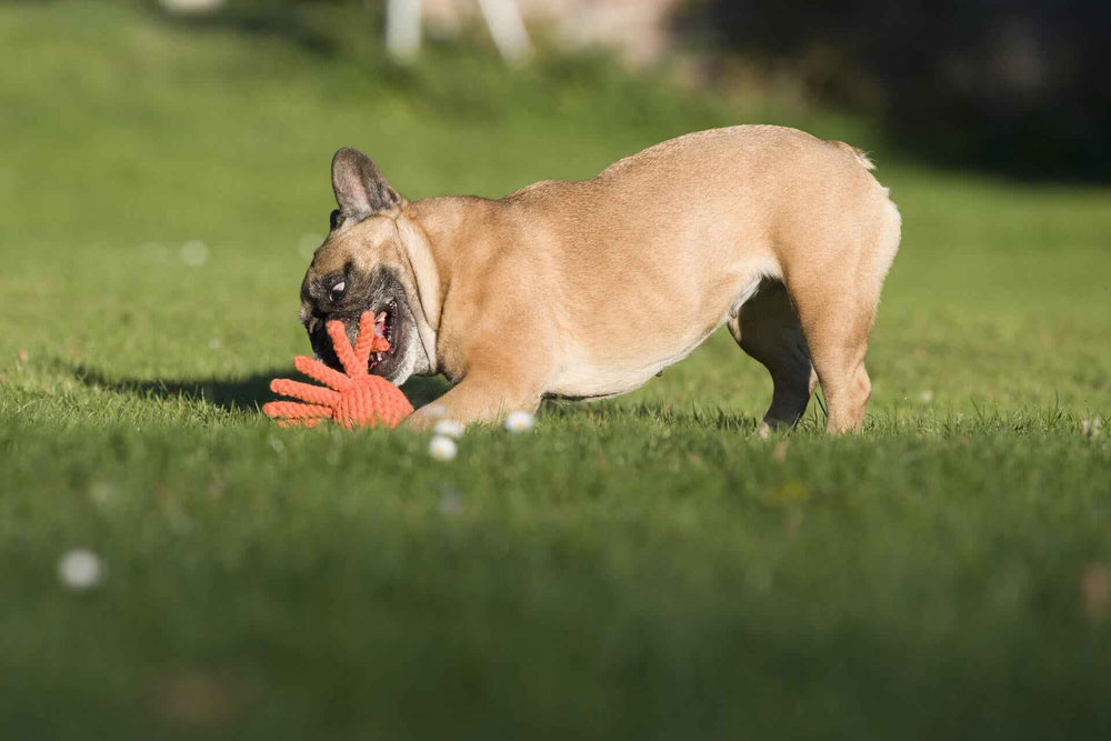 Französische Bulldogge spielt fröhlich mit einem orangefarbenen Spielzeug in Handform auf einer grünen Wiese.