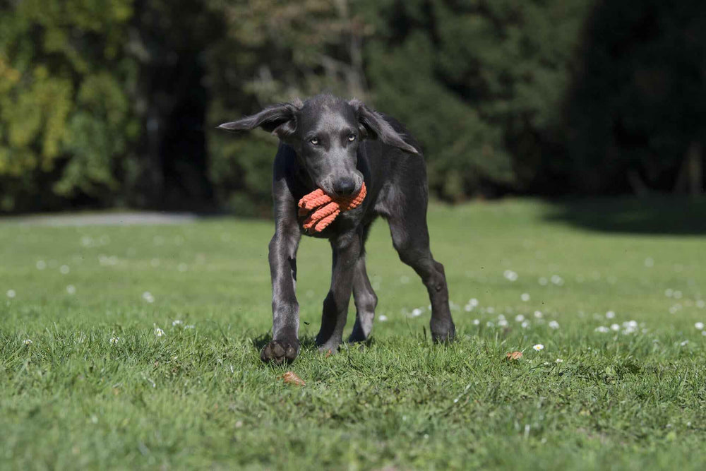 "Junge Hunde spielen im Freien mit dem Little Ocean Seilspielzeug in orange vor einer grünen Waldlandschaft."