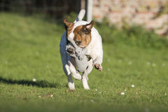 Aktiver Hund springt über die Wiese mit grauem Wild Life Spielzeug-Set für Hunde im Maul. Verspielt und glücklich!