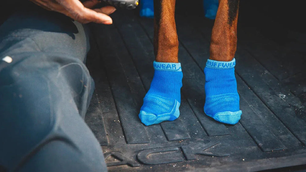 Hund trägt blaue Bark'n Boot™ Socken, die Vorderbeine sind sichtbar, im Hintergrund ein Mensch und rutschfester Boden.