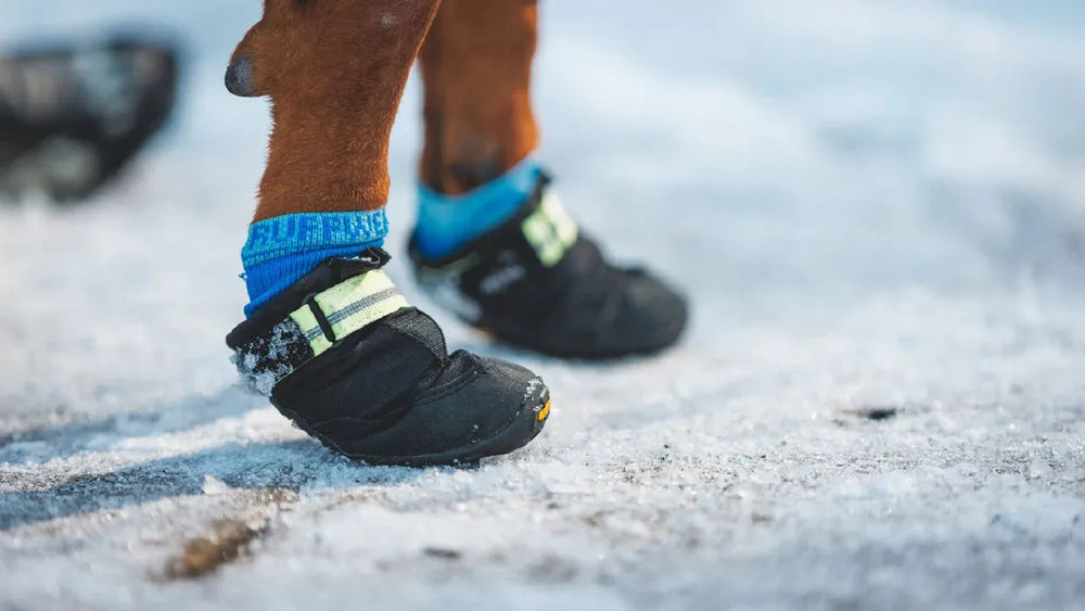 "Reflektierende Bark'n Boot™ Hundesocken an Pferdebeinen im Schnee, gesichert mit bunten Bändern."
