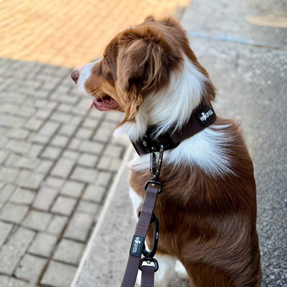 Hund mit braun-weißem Fell trägt schwarzes WOOFLEX® Tactical Halsband beim Spaziergang auf gepflastertem Boden.
