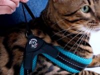 Katze mit schwarzem und blauem Geschirr, gehalten von einer Person, entspannt sitzend und gut angepasst.