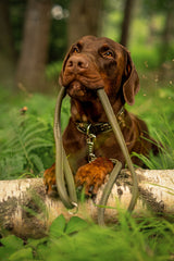Brauner Hund auf einem Baumstamm in der Natur mit Wild Army Halsband und Hundeleinen im Maul.