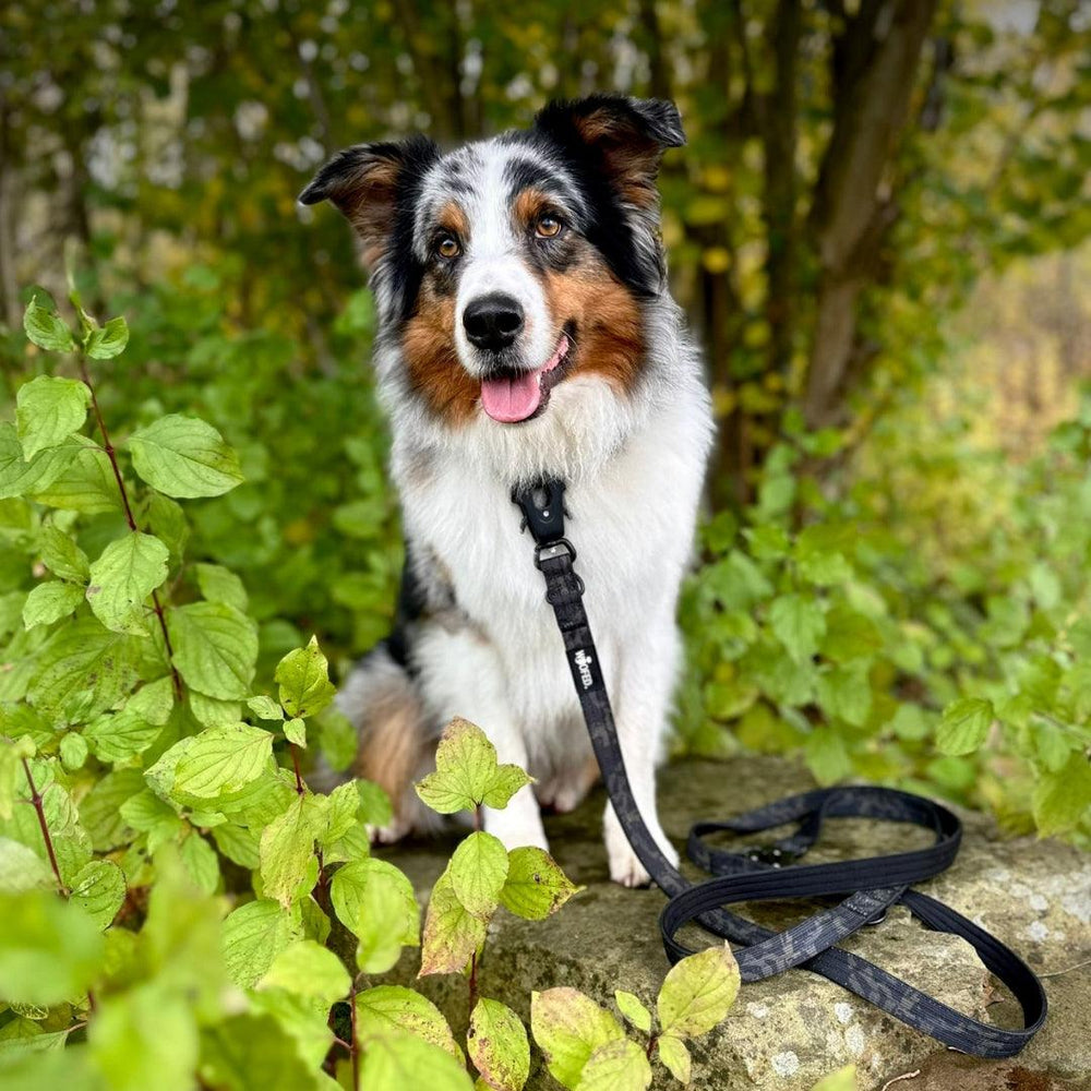 Hund mit geschecktem Fell sitzt auf Stein, trägt Halsband und Leine, umgeben von grünen Pflanzen und Bäumen.