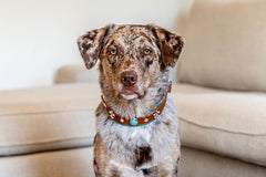 Hund mit geflecktem Fell sitzt auf einer Couch und trägt ein braunes Halsband mit blauen und weißen Verzierungen.