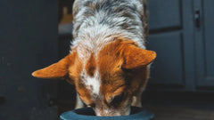 Hund mit braun-weißem Fell, der in Futternapf mit Basecamp™ Anti-Splash Ring eintaucht, in moderner Küche.