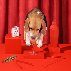 Beagle schnüffelt neugierig an FRED Dog Drink "Wuffmopolitan" in Martini-Glas, umgeben von roten Objekten und lebhaftem Hinte