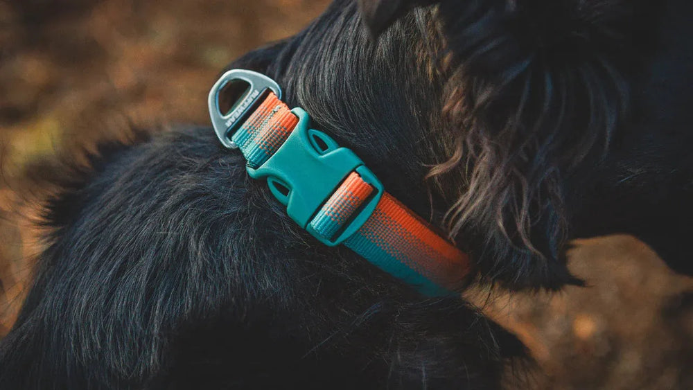 Buntes Front Range™ Hundehalsband aus strapazierfähigem Material, sicher am Hals eines Hundes angebracht.