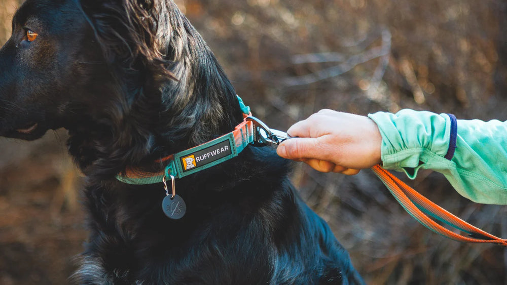 Schwarzer Hund mit orangefarbenem Front Range™ Halsband wird an der Leine geführt, umgeben von unscharfen braunen Gebüsch.