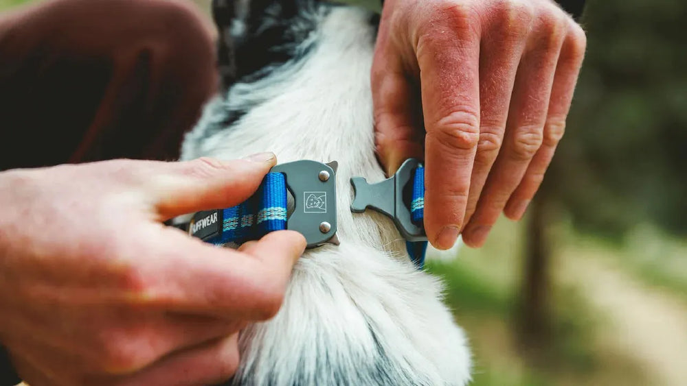 Person legt einem Hund ein blaues Geschirr mit Metallschnalle an; Hund in Weiß und Grau.
