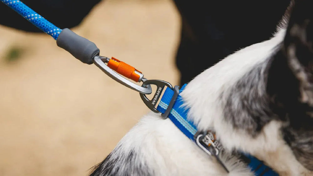 Blauer Sicherheitsverschluss einer Hundeleine mit metallischem Verschluss, am Geschirr eines Hundes befestigt.