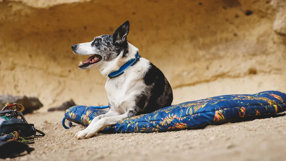 "Fleckiger Hund mit blauem Top Rope™ Halsband entspannt auf bunter Liege im Freien."