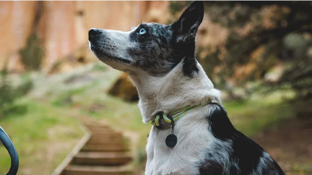 Hund mit schwarz-weißem Fell und blauen Augen trägt ein Knot-a-Collar™ Hundehalsband aus Seil im Freien.