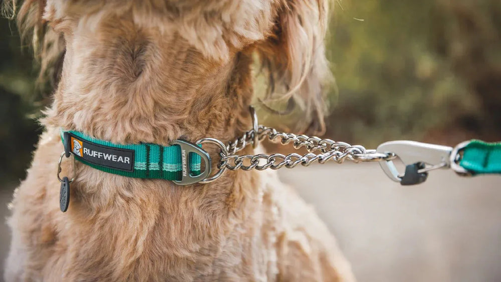 Hund mit lockigem Fell trägt ein grünes Ruffwear Martingal-Halsband mit Kette und Karabinerhaken.