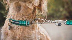 Chain Reaction™ Martingale Collar