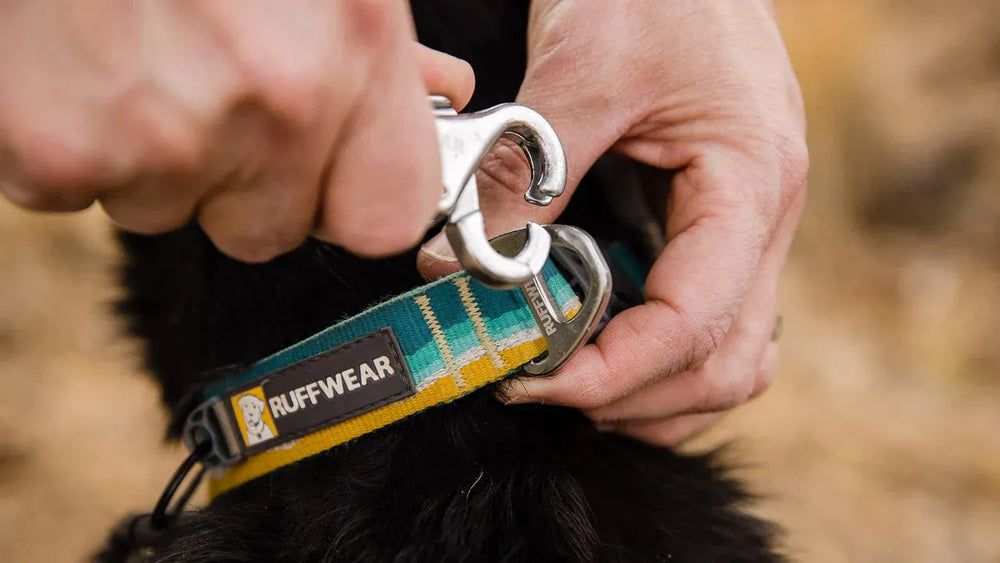 Hand befestigt einen Karabinerhaken am gestreiften Crag™ Hundehalsband von Ruffwear. Ideal für sichere Spaziergänge.