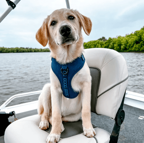 Hund im blauen DOOG Neosport Geschirr auf einem Boot, mit Wasser und grünem Ufer im Hintergrund.