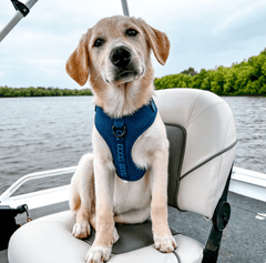 Hund im blauen DOOG Neosport Geschirr auf einem Boot, mit Wasser und grünem Ufer im Hintergrund.