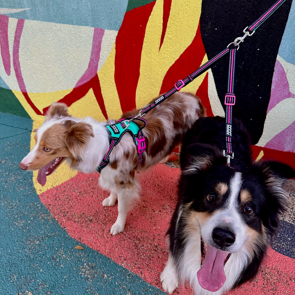 Zwei Hunde an einer DOOG 2-1 Leine: ein Australian Shepherd und ein schwarz-weißes Medium-Size-Hund in bunten Geschirren.