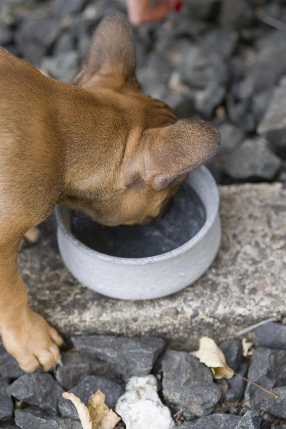 Edel-Napf für Hund und Katze: Brauner Hund trinkt Wasser aus grauer Schüssel auf Steinboden mit dunklen Steinen.