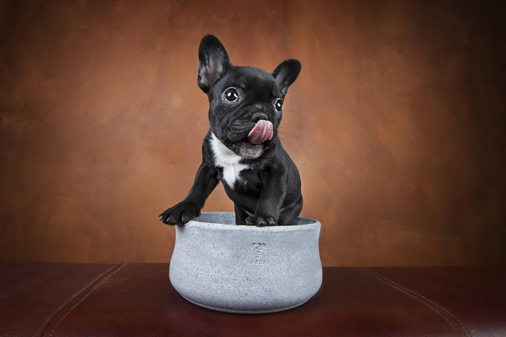 Schwarzer Französischer Bulldoggenwelpe sitzt in grauem Edel-Napf für Hund und Katze und schaut kamerascheu.