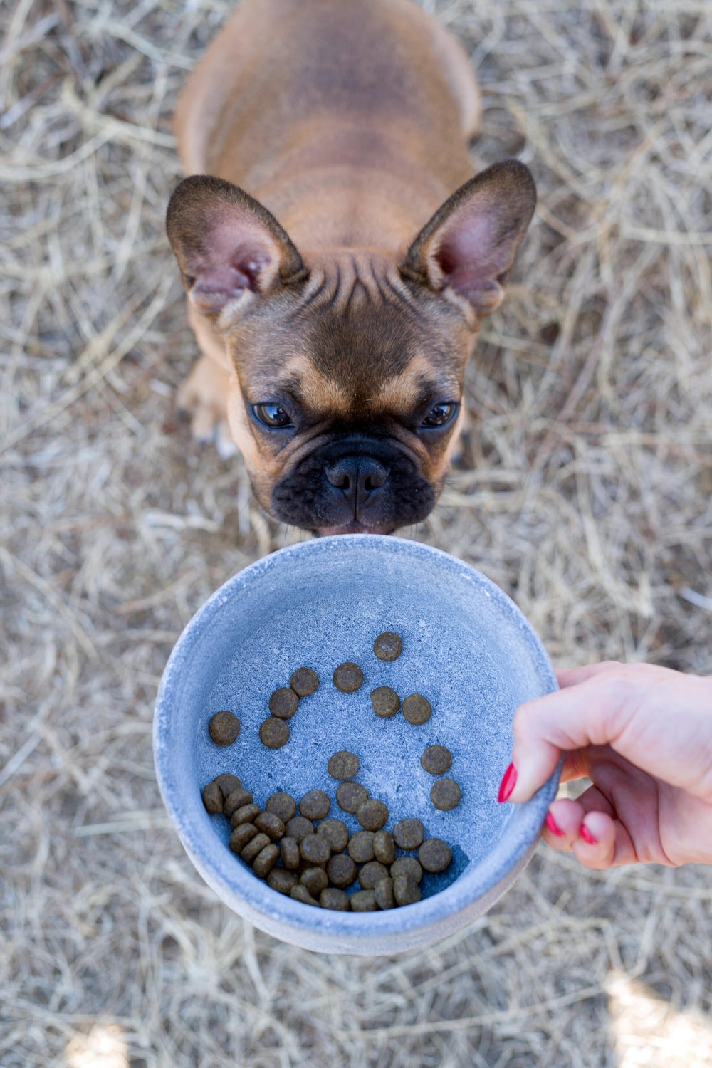 Brauner Hund blickt auf grauen Edel-Napf für Hundefutter, gehalten von einer Person auf Strohuntergrund.