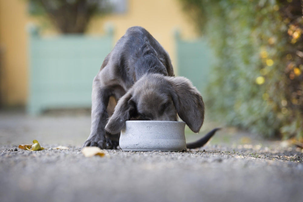 Graue Edel-Napfschüssel für Hund und Katze, junger Hund mit grauem Fell frisst konzentriert.