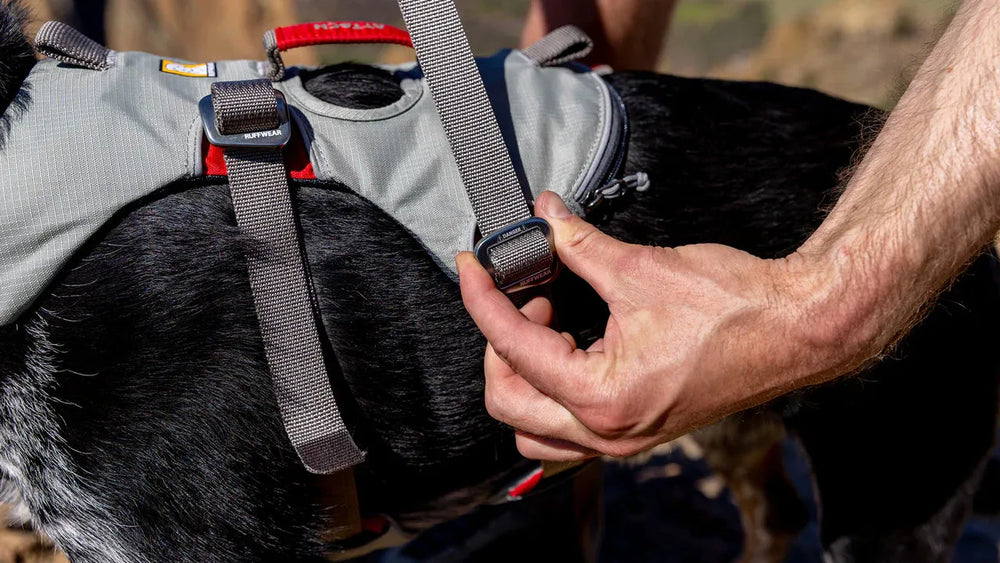 Hund mit Doubleback™ Geschirr, während eine Person den Riemen befestigt, unscharfer Hintergrund.