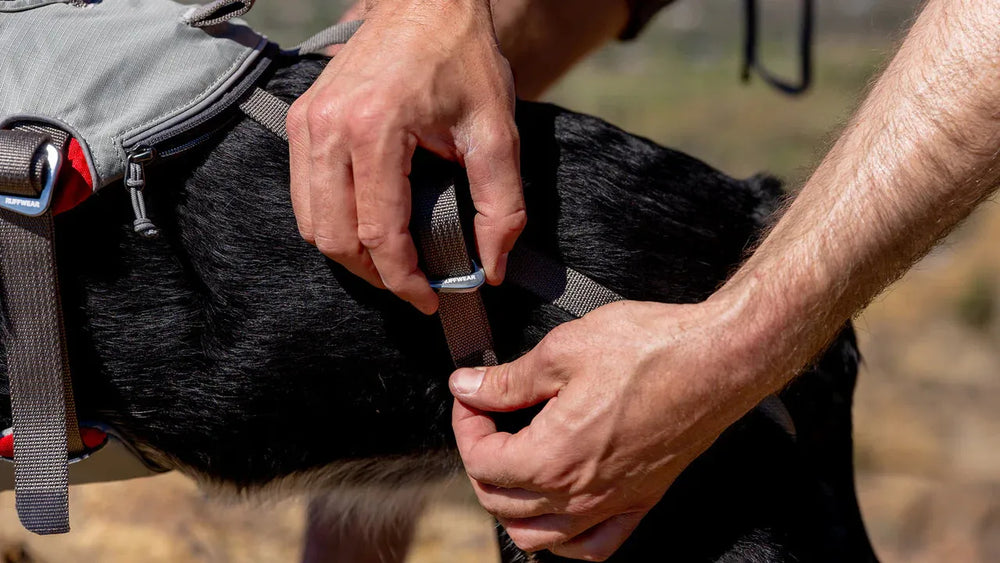 Eine Person legt einem schwarzen Hund ein Doubleback™ Geschirr an und strafft den Gurt in einer ruhigen Umgebung.