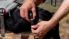Eine Person legt einem schwarzen Hund ein Doubleback™ Geschirr an und strafft den Gurt in einer ruhigen Umgebung.