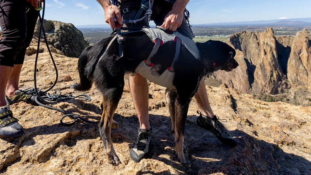 Mensch mit Klettergeschirr und Hund im Doubleback™ Geschirr auf felsigem Terrain mit beeindruckenden Felsformationen.