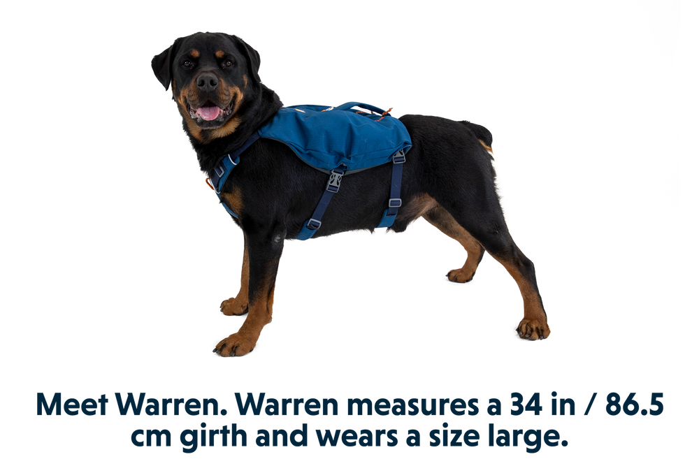 Rottweiler Warren mit blauem Switchbak™ Hundegeschirr, Brustumfang 86,5 cm, vor weißem Hintergrund.