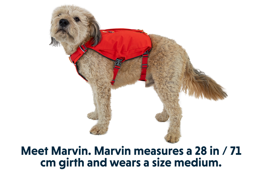 "Marvin, ein beiger Hund mit lockigem Fell, trägt ein rotes Switchbak™ Hundegeschirr und steht seitlich."