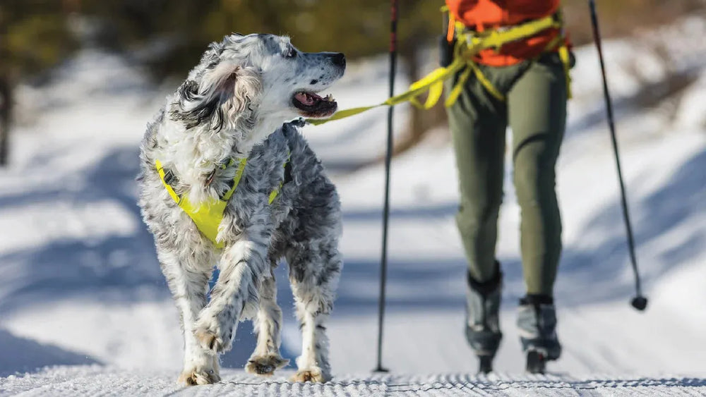 Hund im gelben Geschirr zieht seinen Besitzer mit Skistöcken durch eine verschneite Landschaft beim Omnijore™ Hundejöringsystem.