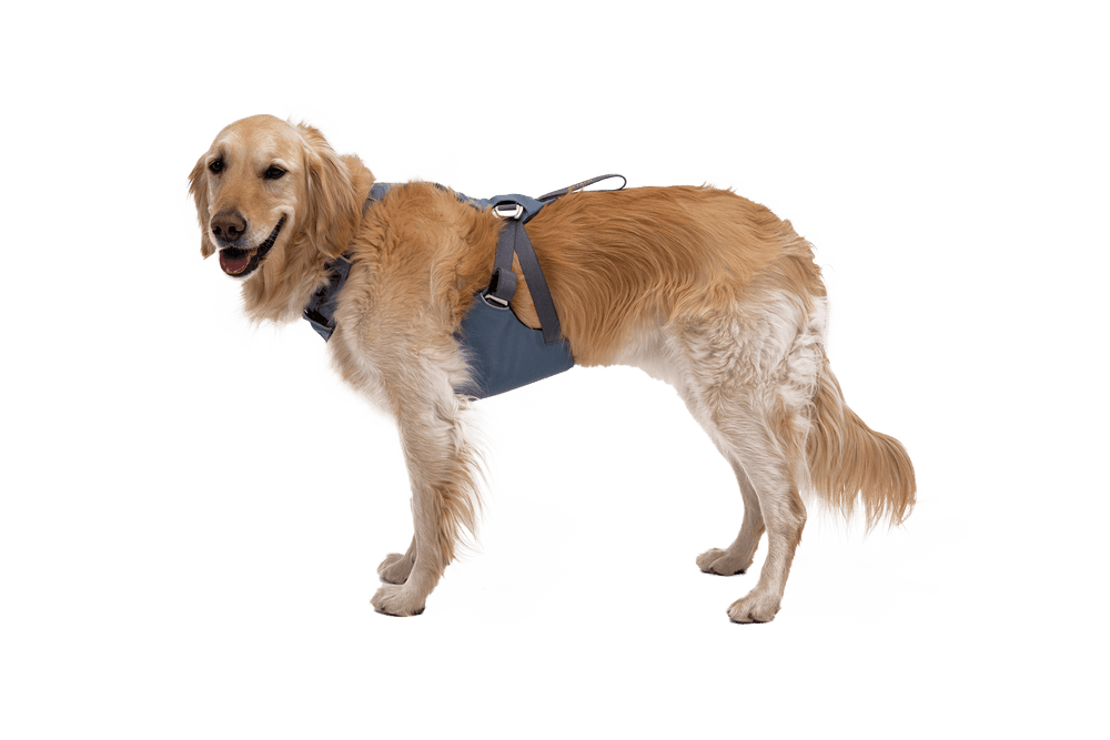 Golden Retriever mit blauem Auto-Sicherheitsgeschirr auf weißem Hintergrund, freundlich stehender Hund.