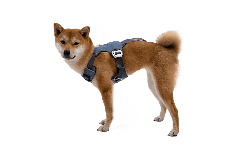 Shiba Inu-Hund im grauen Load Up™ Auto-Sicherheitsgeschirr auf weißem Hintergrund steht aufmerksam.