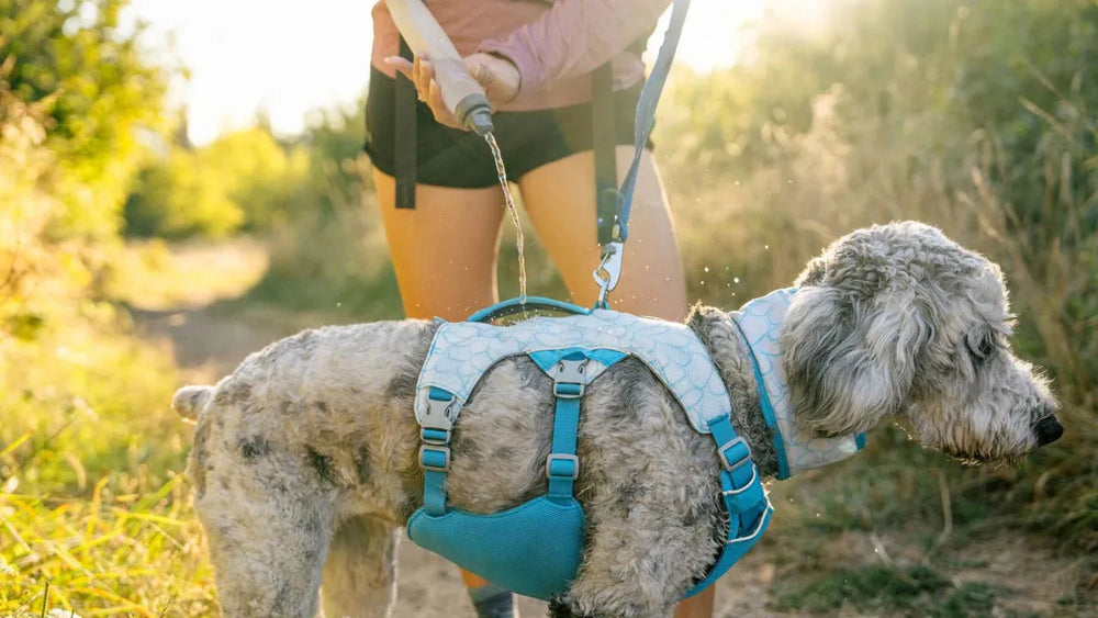 Person führt Hund im blauen Swamp Cooler™ Geschirr durch sonnige, grüne Landschaft. Ideal für heiße Tage draußen.