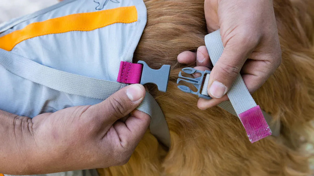 "Hände befestigen die Schnalle eines grauen Geschirrs mit orangefarbenen Akzenten für einen goldenen Hund."