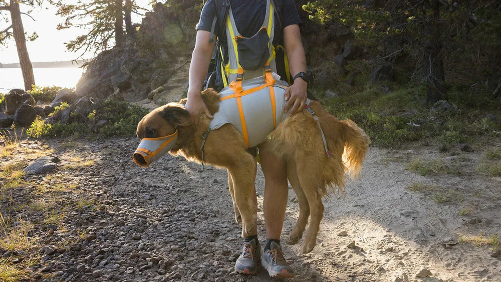"Hundeführer trägt Hund im BackTrak™ Evakuierungsset für Hunde in der Natur, sicher mit Maulkorb und Tragegeschirr."