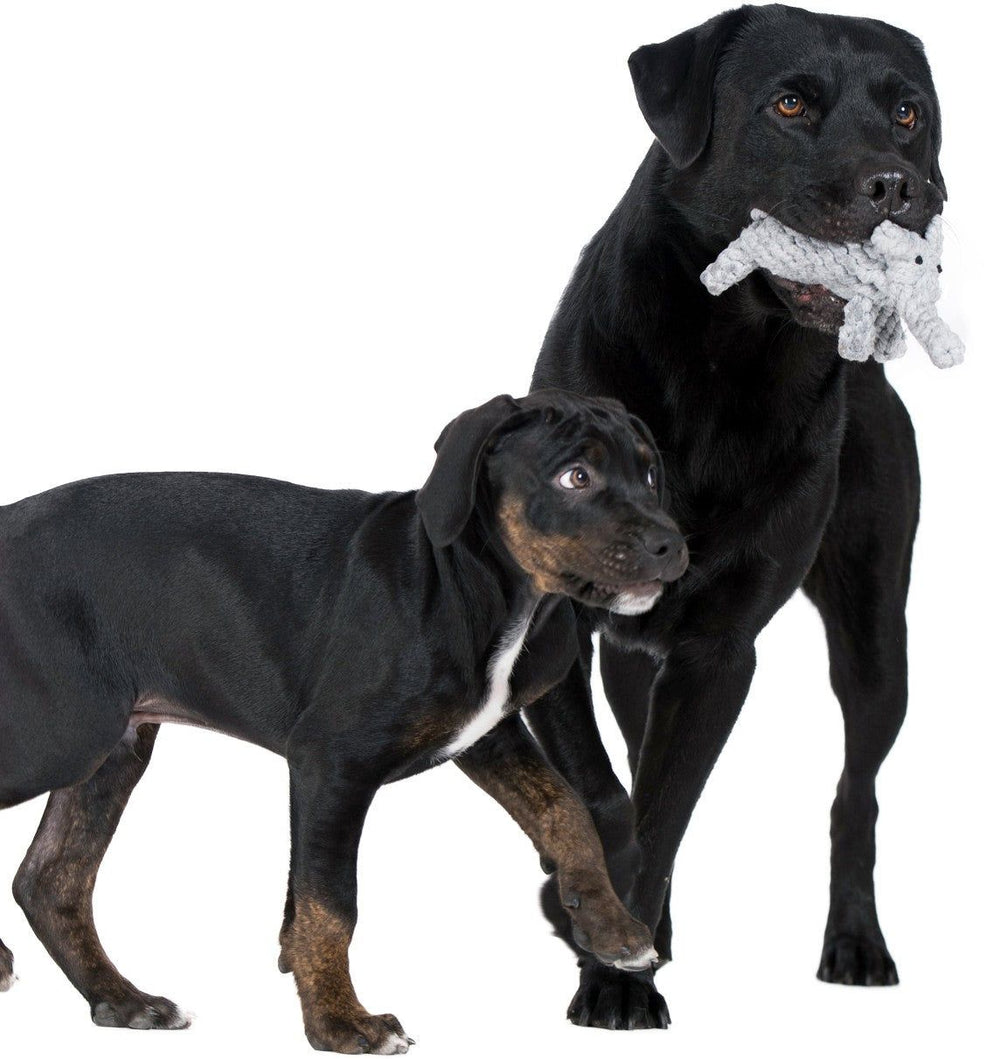 "Zwei Hunde mit schwarzem Fell und braunen Flecken spielen mit dem Elton Elefant, einem beliebten Hundespielzeug."