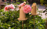 "Blumenschalen mit rosa Rosen im Garten, ideal für Insekten und als dekoratives 3in1 Ohrwurmhaus."