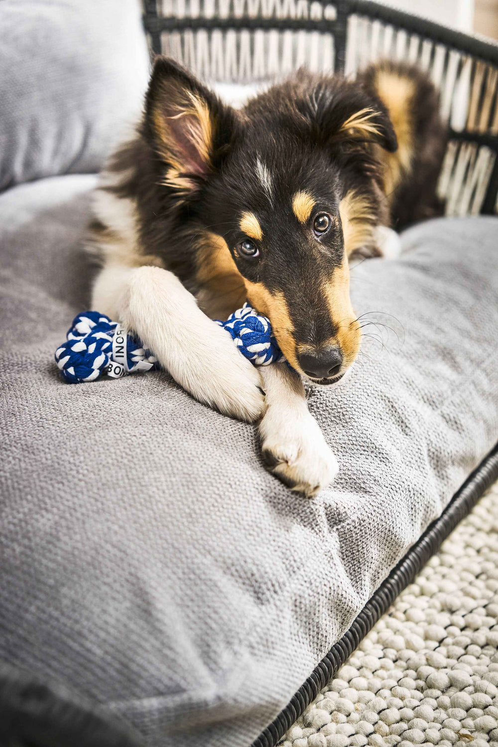 "Junger Hund auf grauem Design-Hundebett TUDOR mit blauem Spielzeugknochen für stilvolles Haustier-Zuhause."