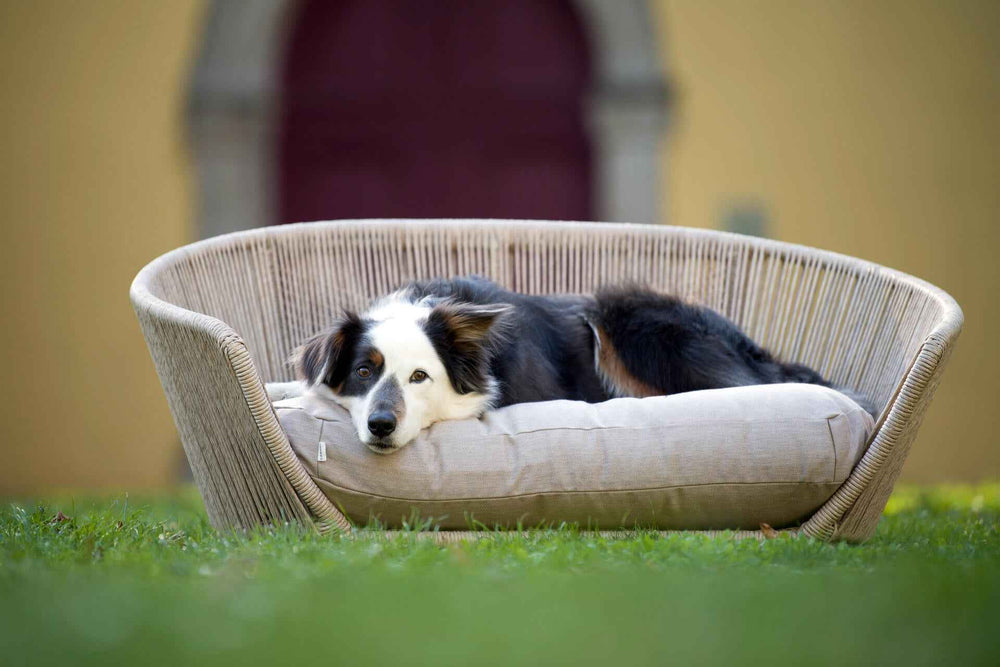 VOGUE SMOOTH Design-Hundebett: Entspannter Hund auf stilvollem, runden Bett vor buntem Hintergrund.