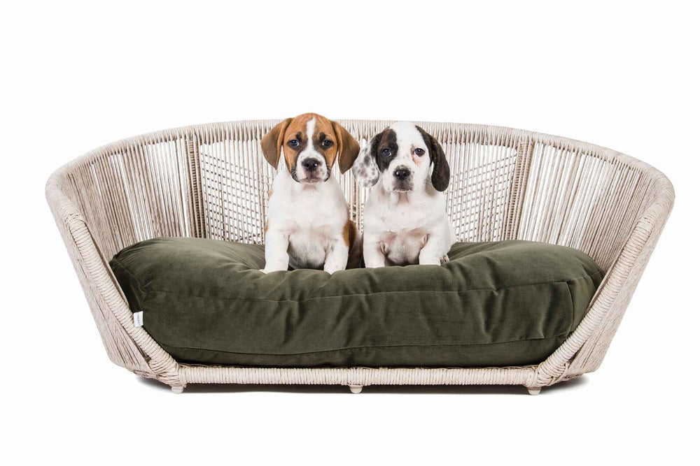 Zwei verspielte Welpen auf einem beigen Sofa, umgeben von einem grünen Kissen, genießen Komfort im VOGUE Hundebett OXFORD.